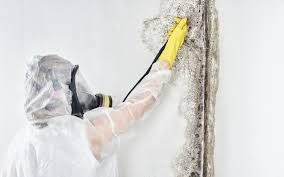 Why You Should Choose Our Mold Remediation Services in Chickamauga, GA